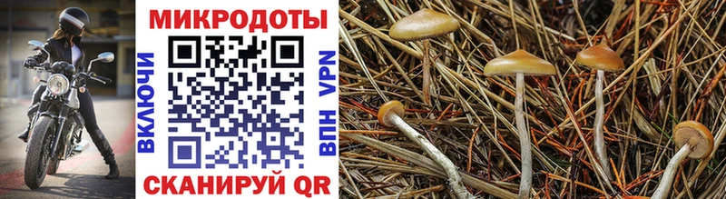 Купить  Кадников  Галлюциногенные грибы мухоморы 
